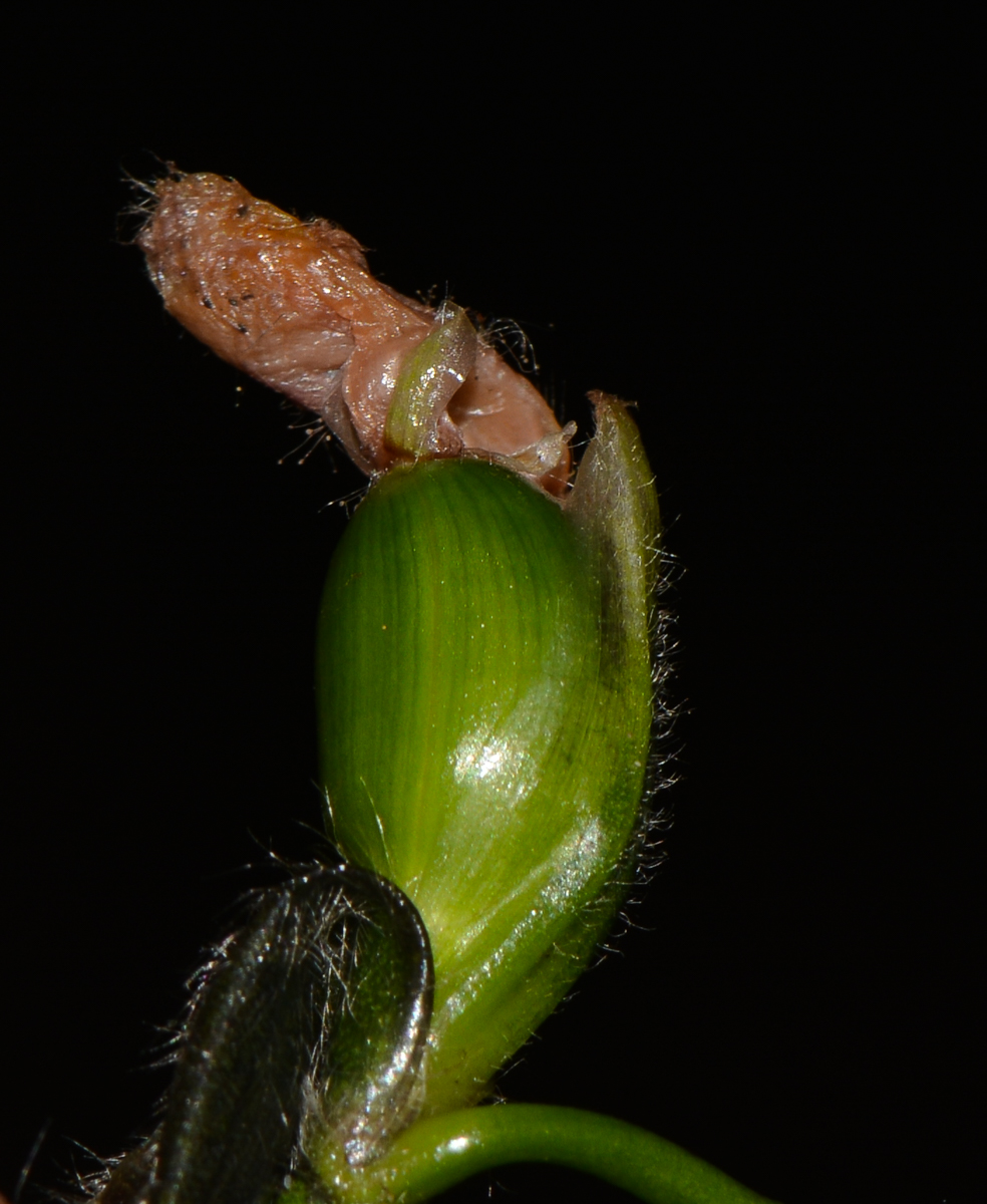 Изображение особи Thalia geniculata.