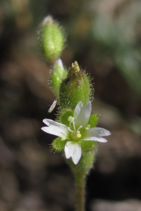 Изображение особи Cerastium syvaschicum.