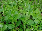 Doronicum austriacum. Вегетирующее растение. Украина, Ивано-Франковская обл., Болеховский горсовет, Поляницкий сельсовет, Поляницкий региональный ландшафтный парк, опушка смешанного леса. 14.04.2017.