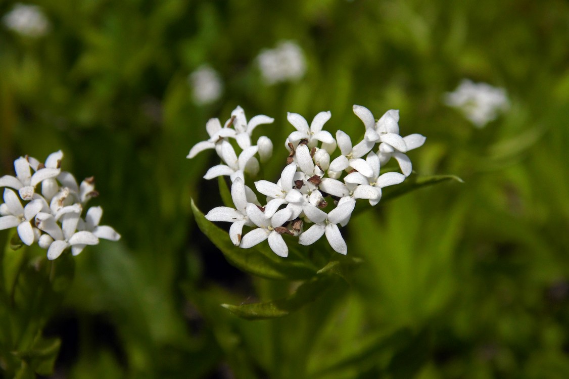 Image of Galium odoratum specimen.