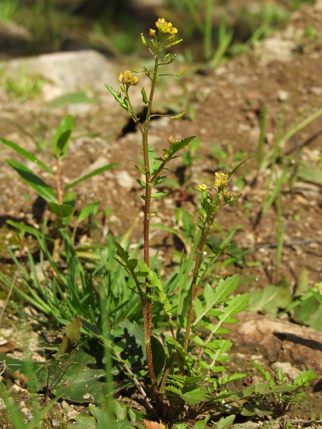 Image of Rorippa palustris specimen.