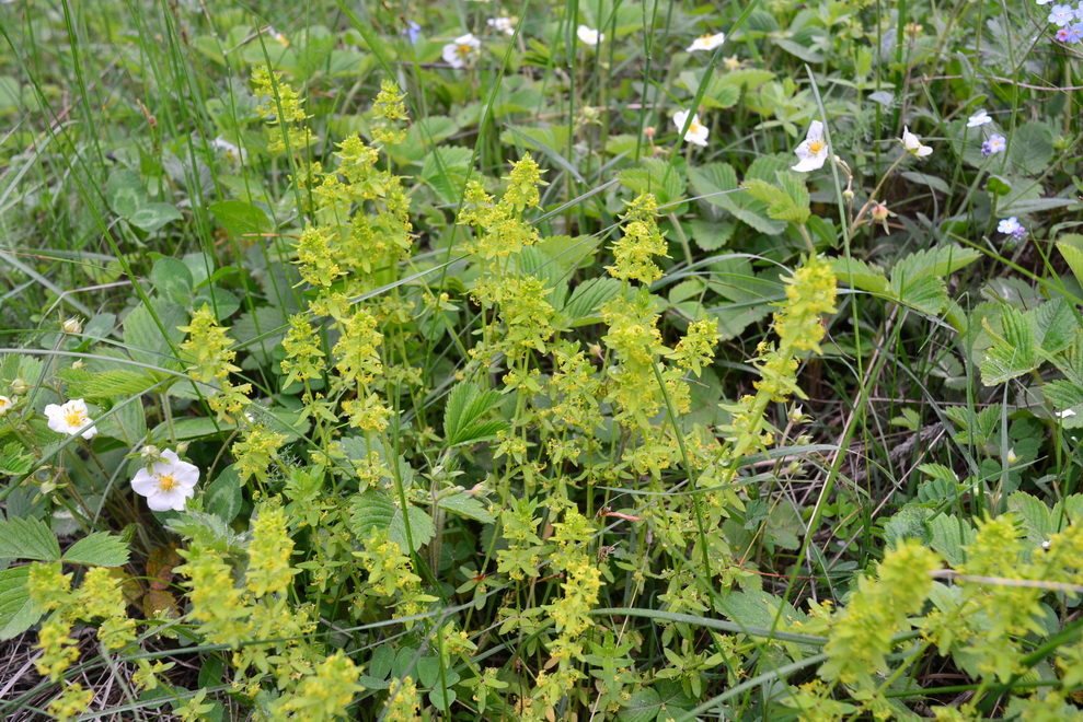 Image of Cruciata laevipes specimen.