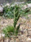 Poa bulbosa