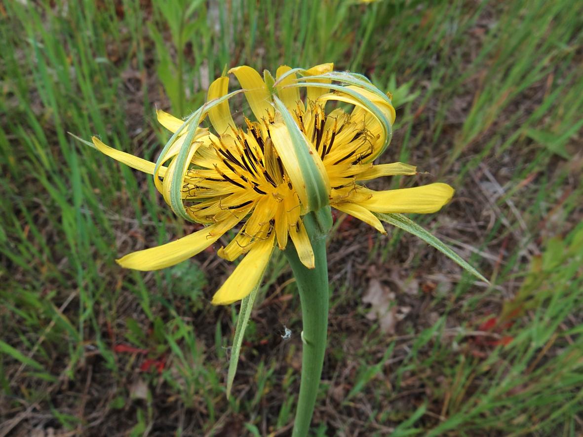 Image of Tragopogon dubius ssp. major specimen.