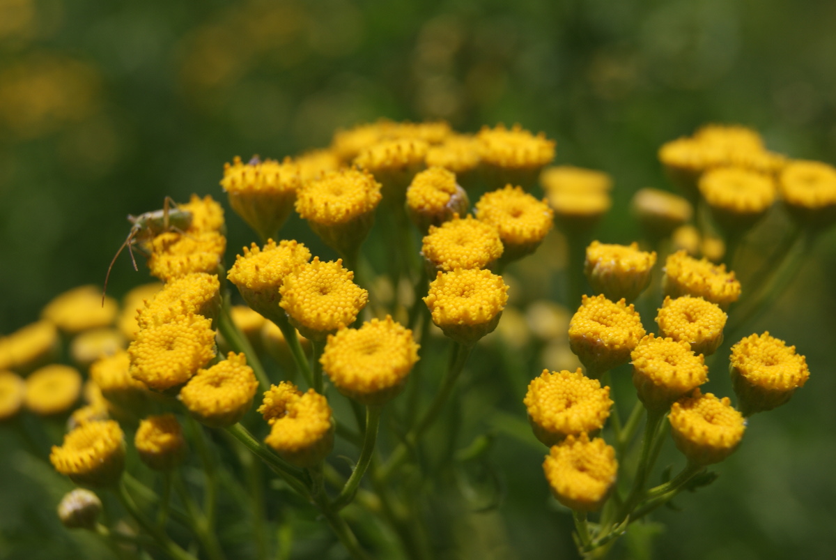 Изображение особи Tanacetum vulgare.