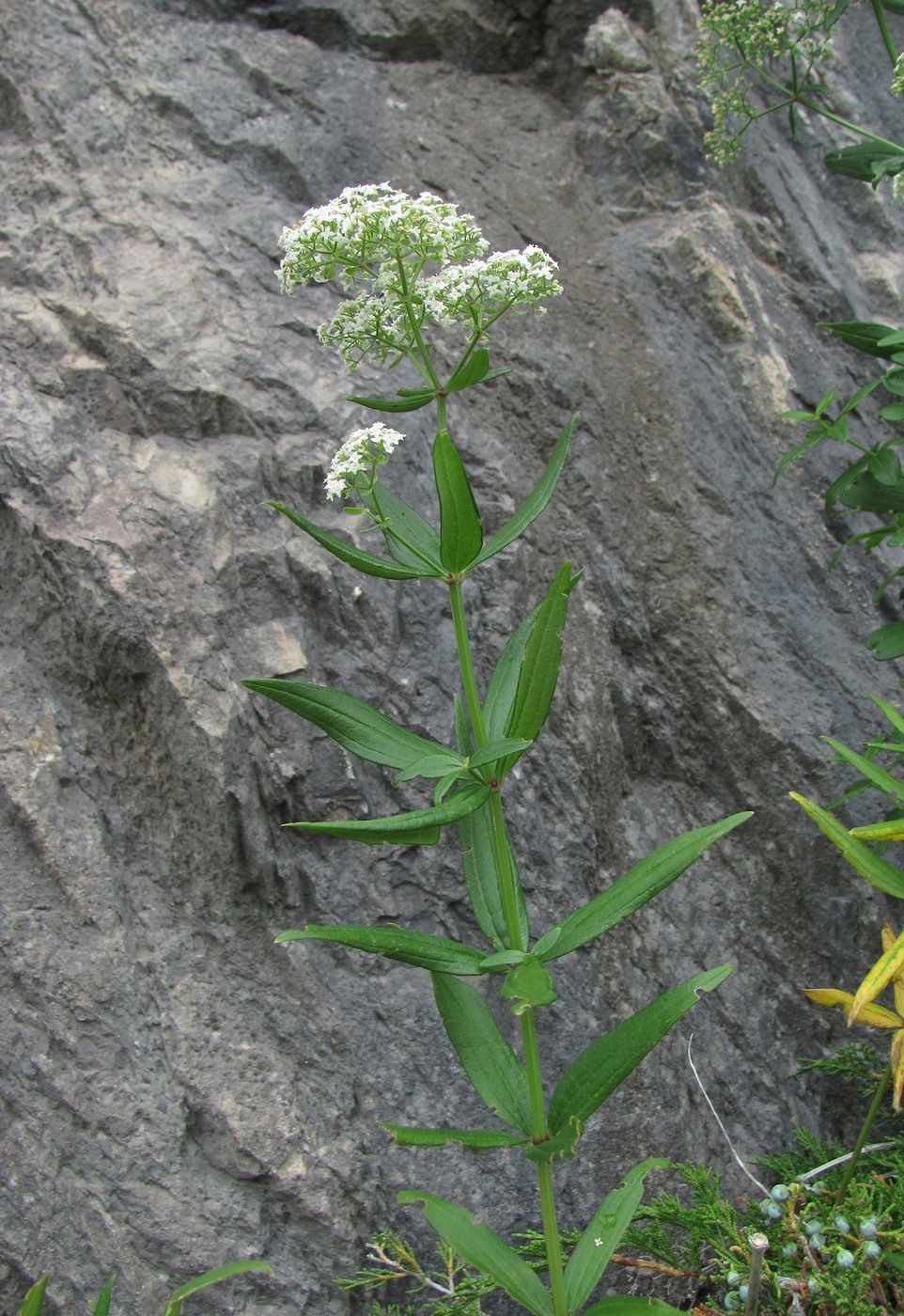 Изображение особи Galium valantioides.