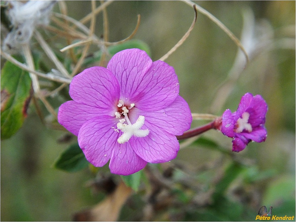 Изображение особи Epilobium hirsutum.