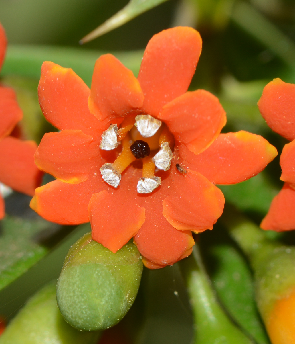 Image of Bonellia macrocarpa specimen.