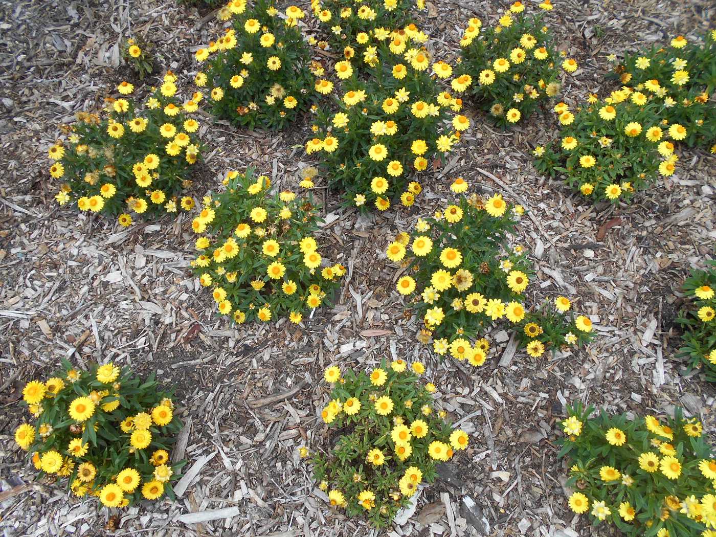 Изображение особи Xerochrysum bracteatum.