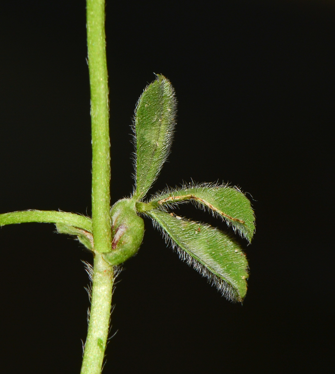 Изображение особи Trifolium eriosphaerum.