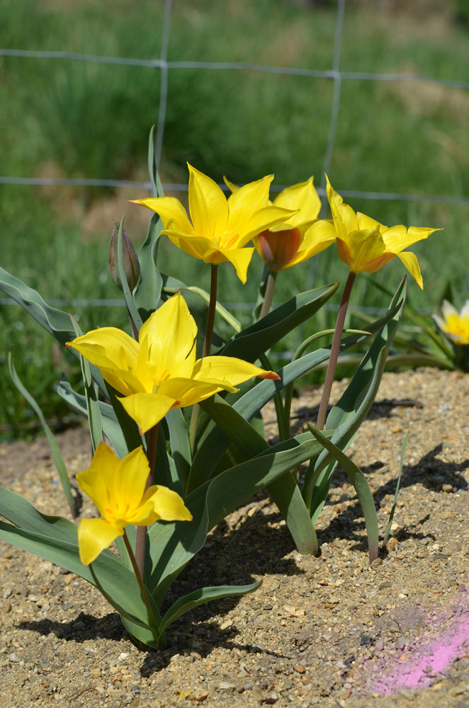 Image of Tulipa ferganica specimen.