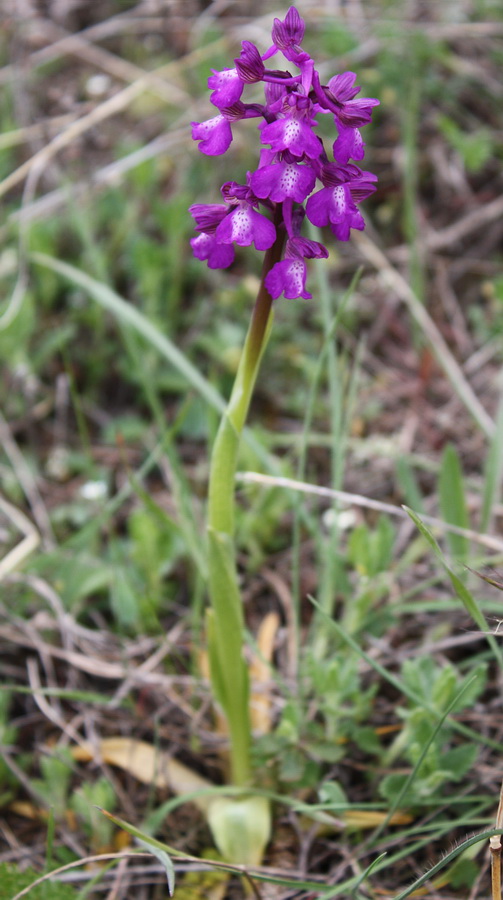 Image of Anacamptis morio ssp. caucasica specimen.