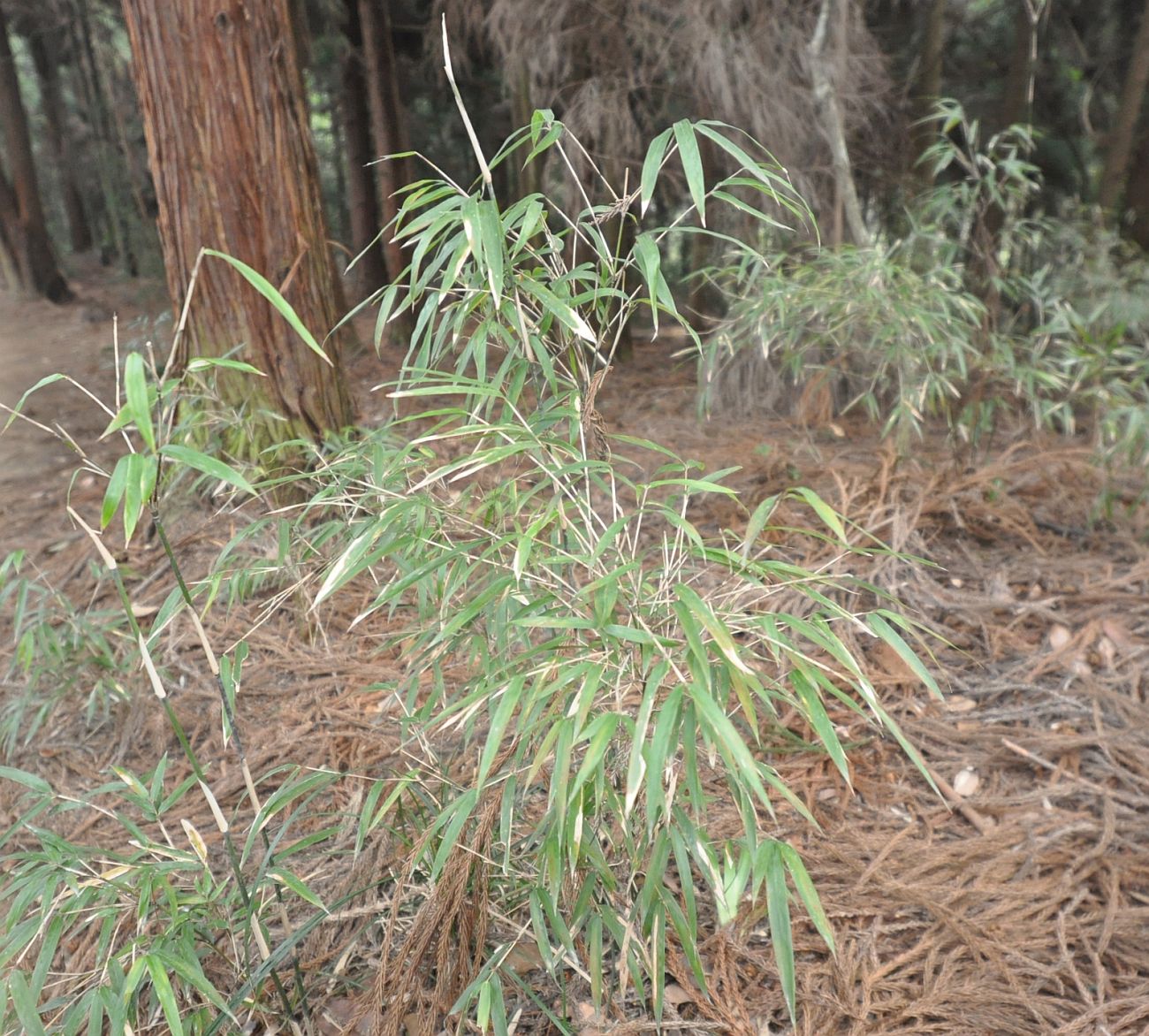 Image of familia Poaceae specimen.