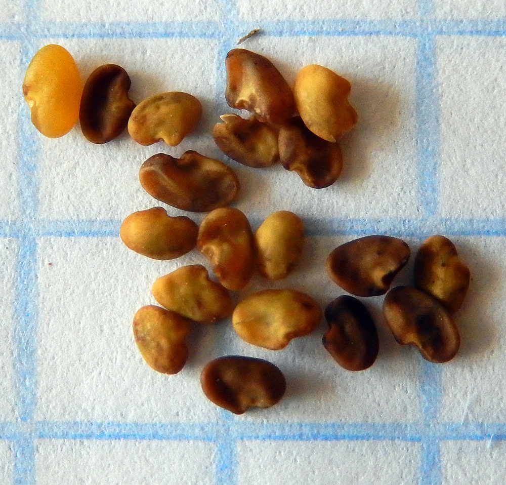 Image of Medicago sativa specimen.