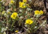 genus Helianthemum