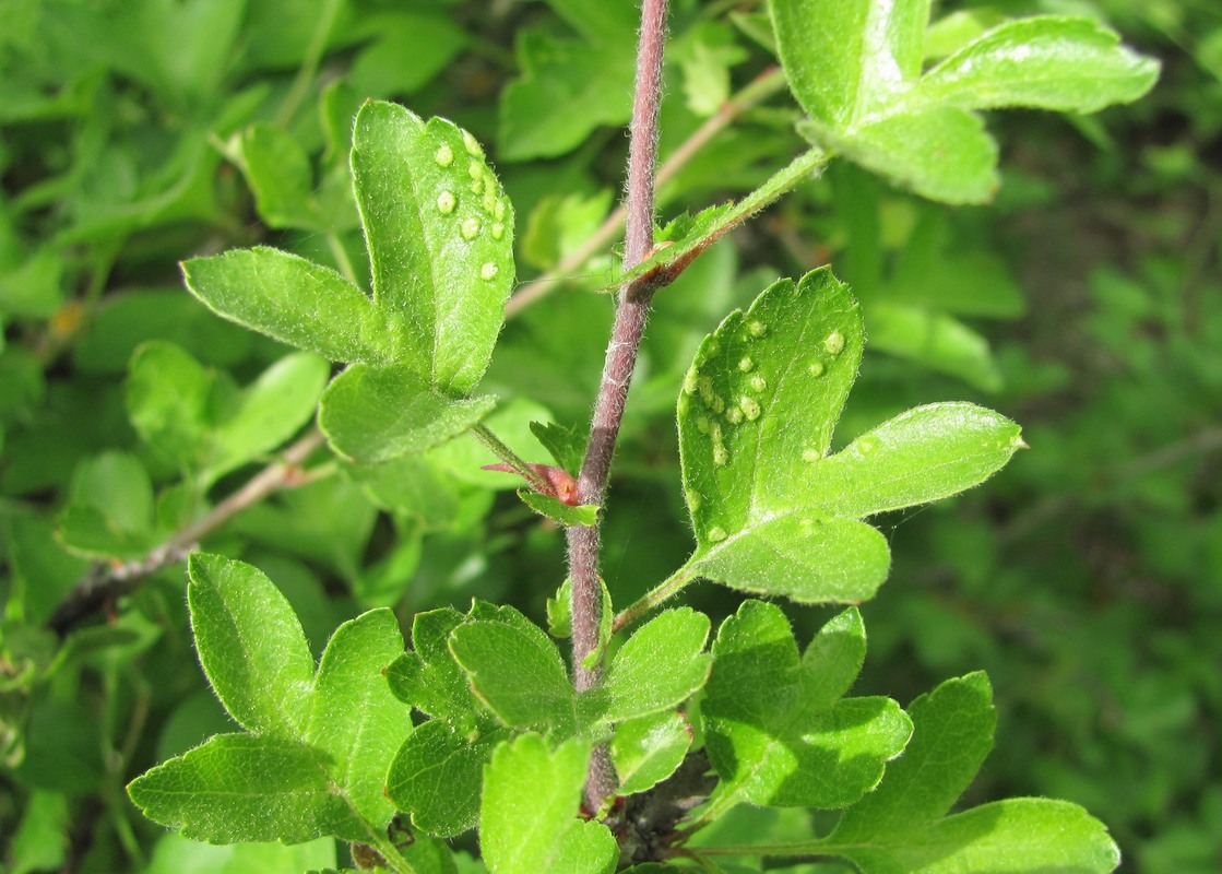 Image of genus Crataegus specimen.