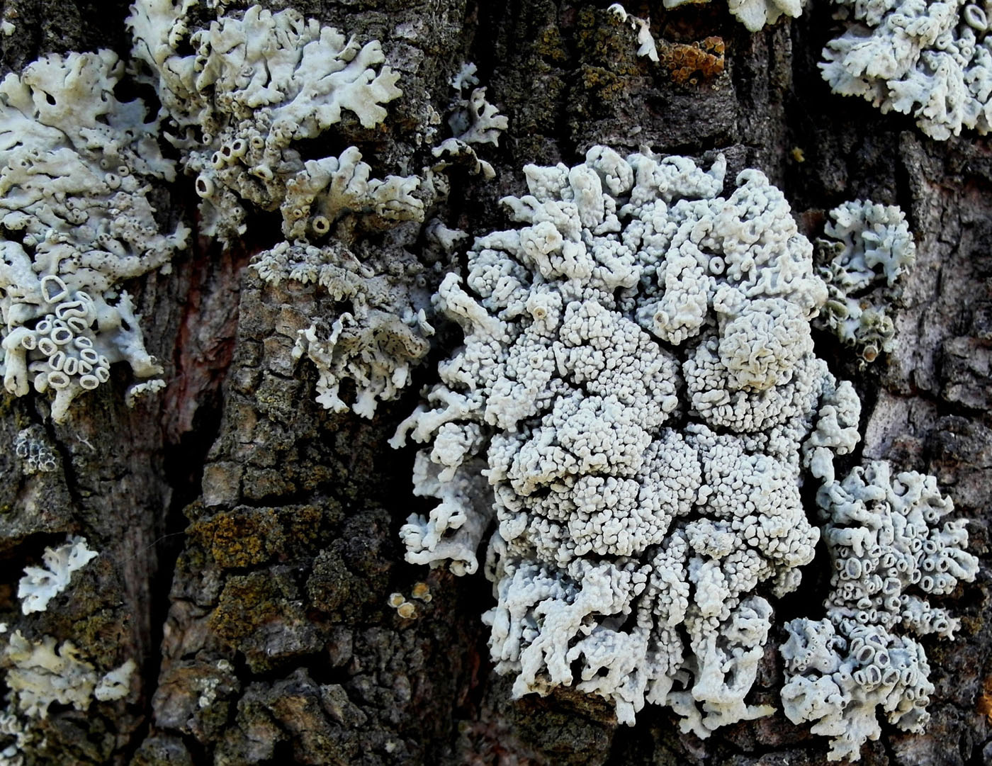 Image of Physcia biziana specimen.