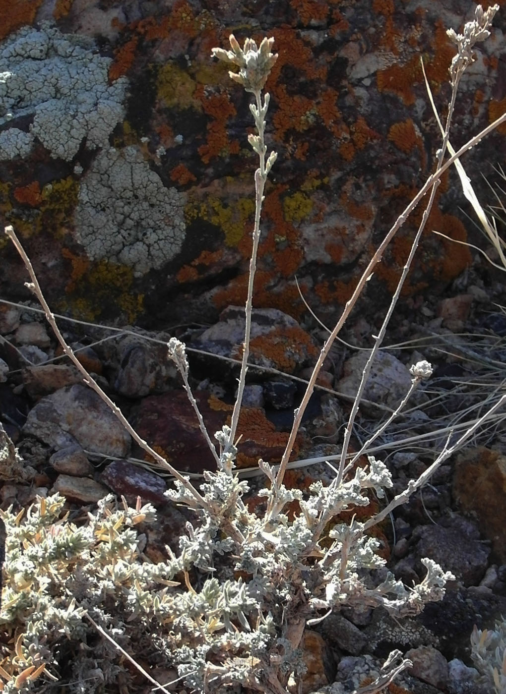 Image of genus Artemisia specimen.