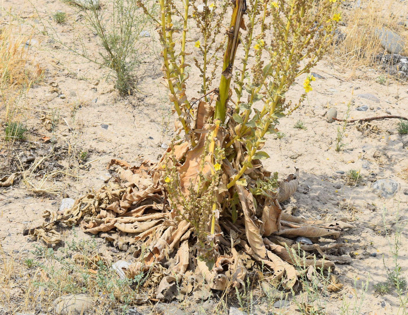 Image of Verbascum erianthum specimen.