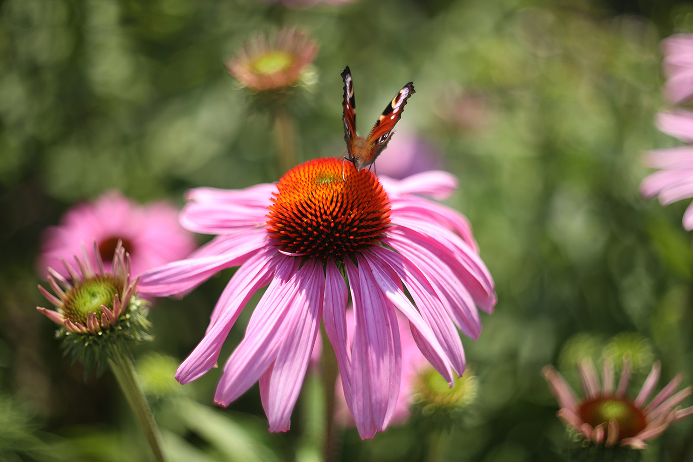 Image of Echinacea purpurea specimen.