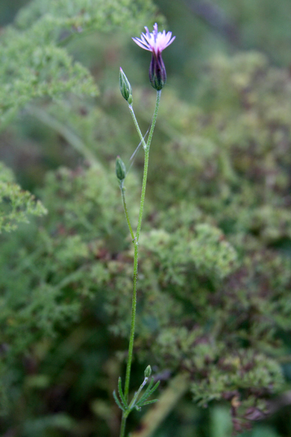 Image of Crupina vulgaris specimen.