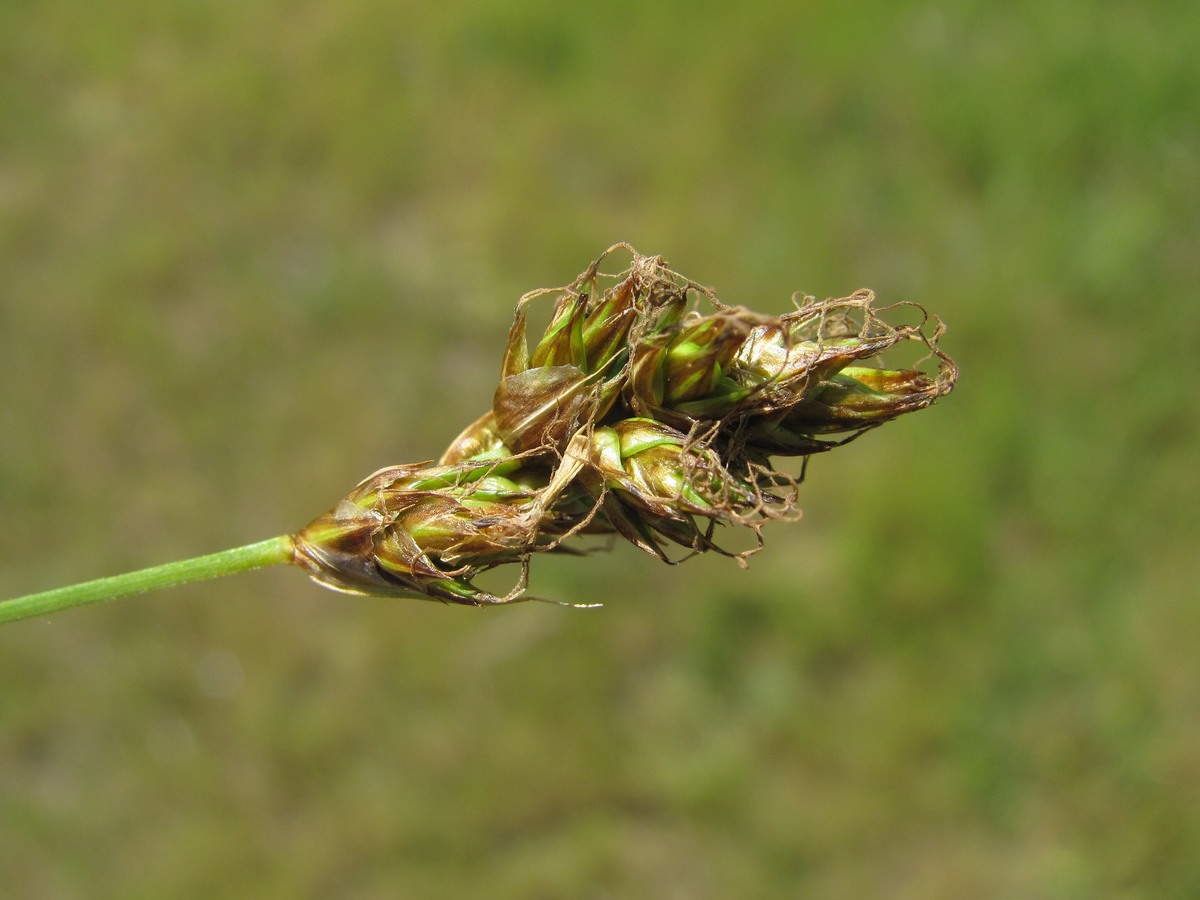 Image of genus Carex specimen.