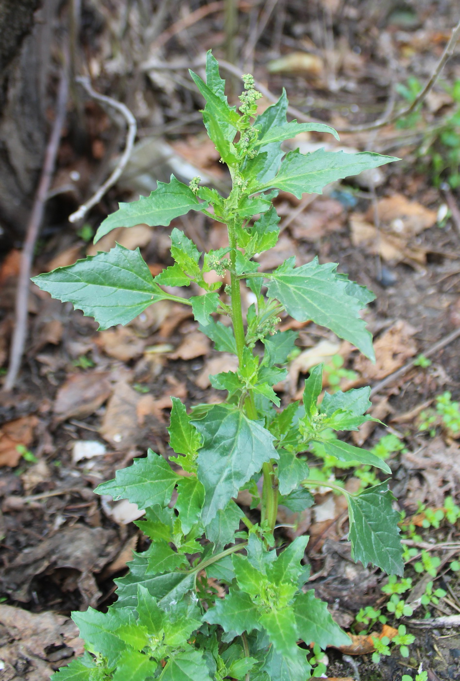 Изображение особи Chenopodiastrum murale.