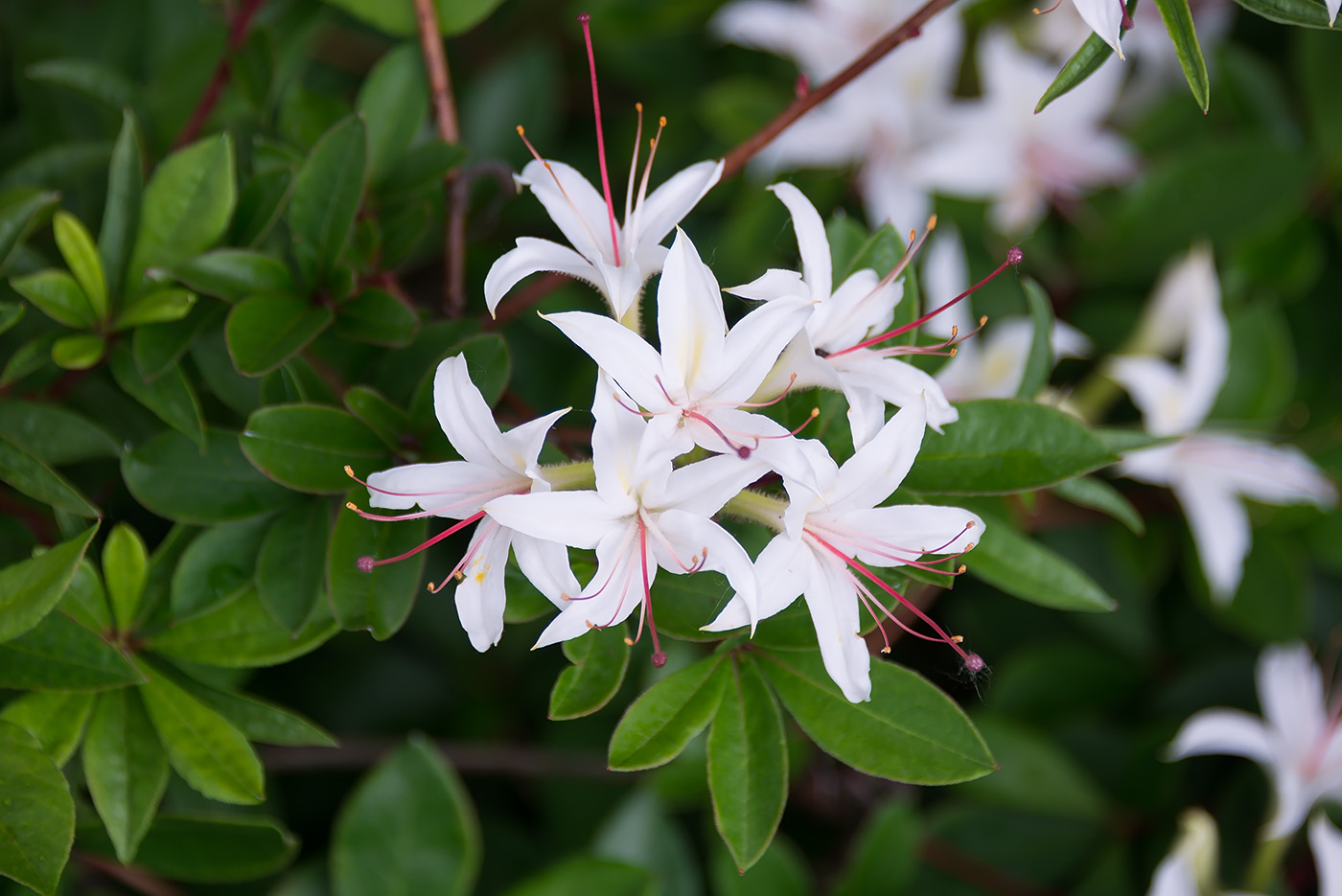 Image of genus Rhododendron specimen.