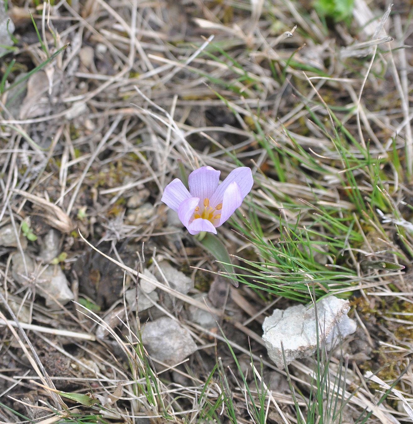 Image of Merendera trigyna specimen.