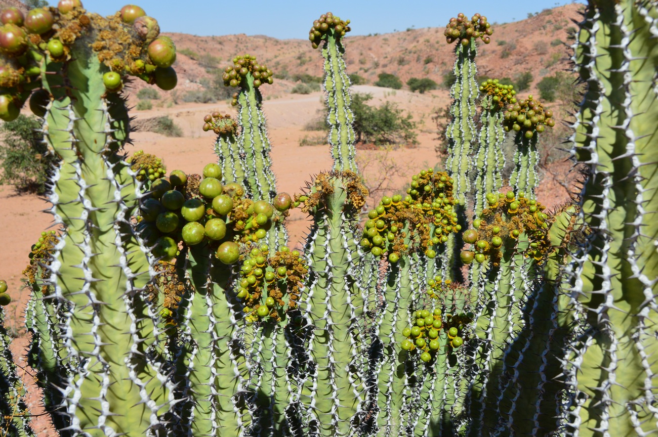 Изображение особи род Euphorbia.