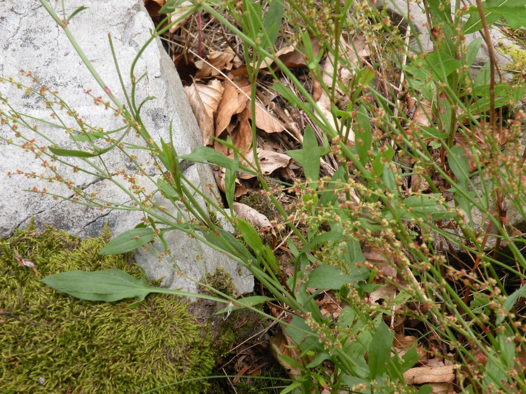 Image of Rumex acetosella specimen.