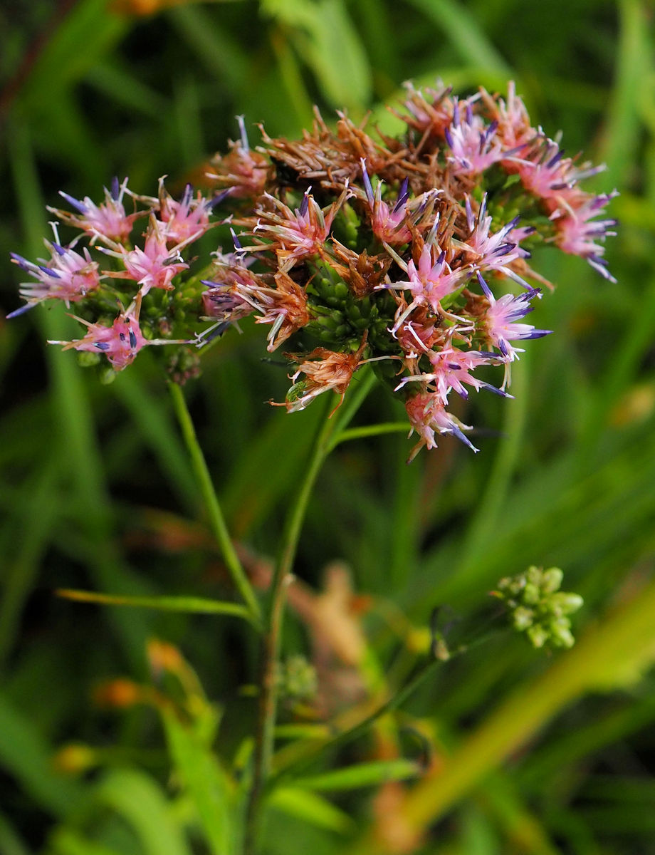 Изображение особи Saussurea neoserrata.