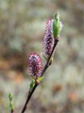 genus Salix. Верхушка побега с соцветием. Среднесибирское плоскогорье, плато Путорана, дол. р. Курейка, склон долины, лиственничный лес с ольховым подлеском. 19.06.2017.