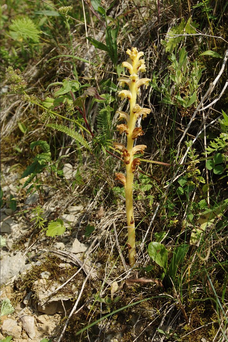 Image of Orobanche bartlingii specimen.