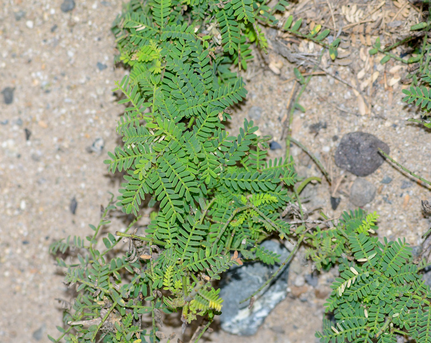 Image of Prosopis pallida specimen.