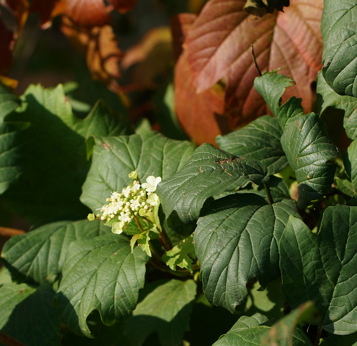 Image of Viburnum opulus specimen.