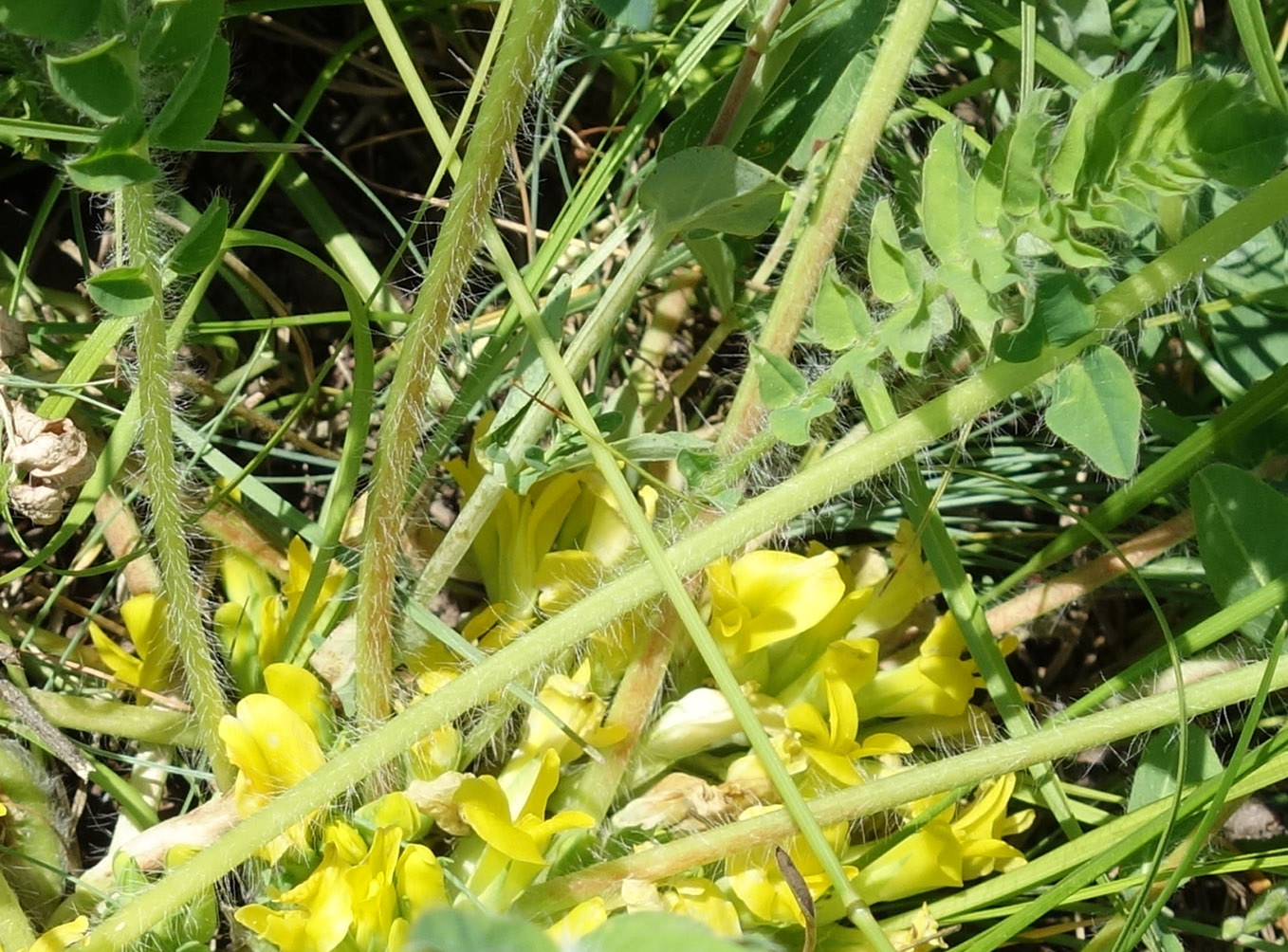 Изображение особи Astragalus schanginianus.