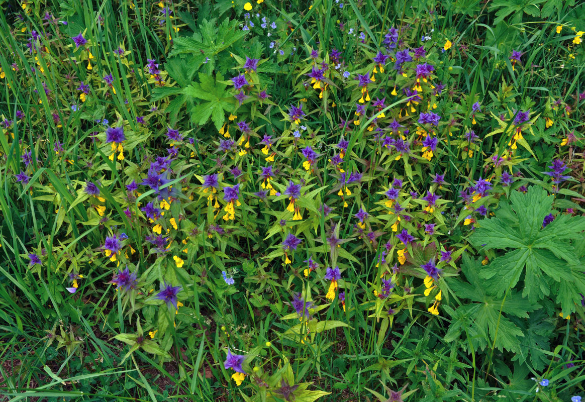 Image of Melampyrum nemorosum specimen.