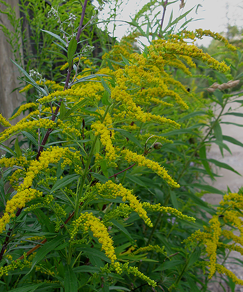 Image of Solidago gigantea specimen.