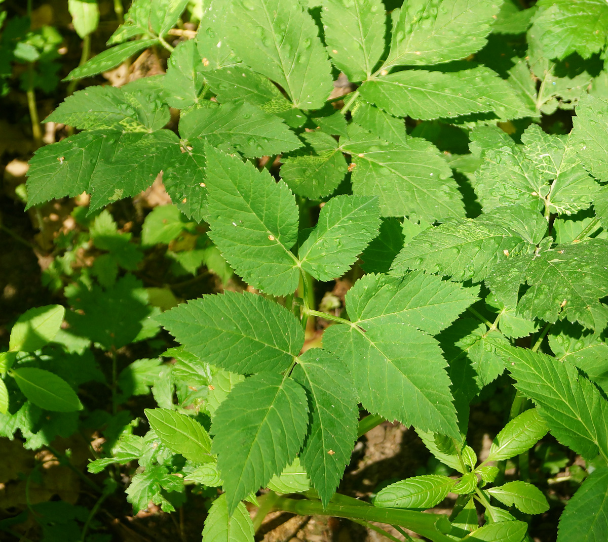 Image of Aegopodium podagraria specimen.