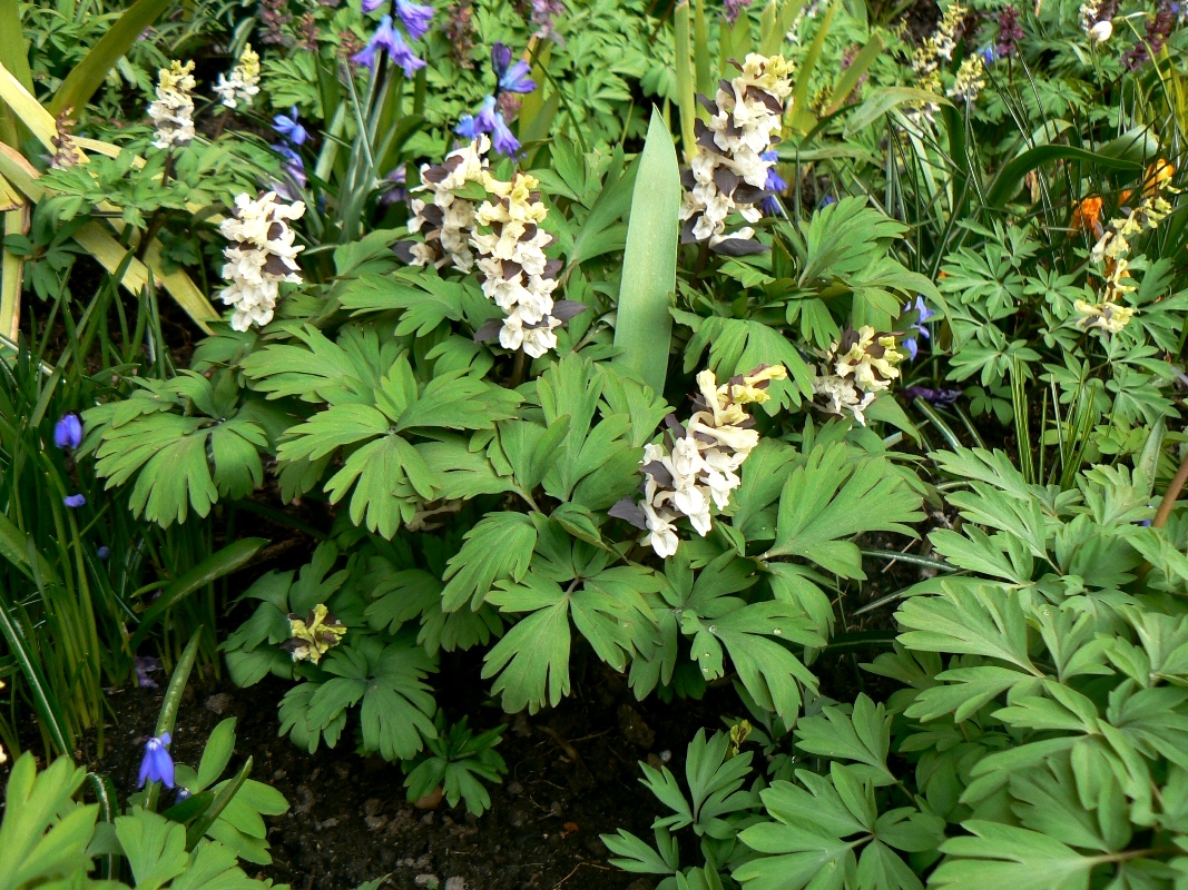 Изображение особи Corydalis cava.