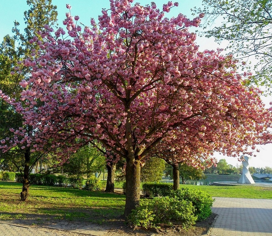 Изображение особи Prunus serrulata.