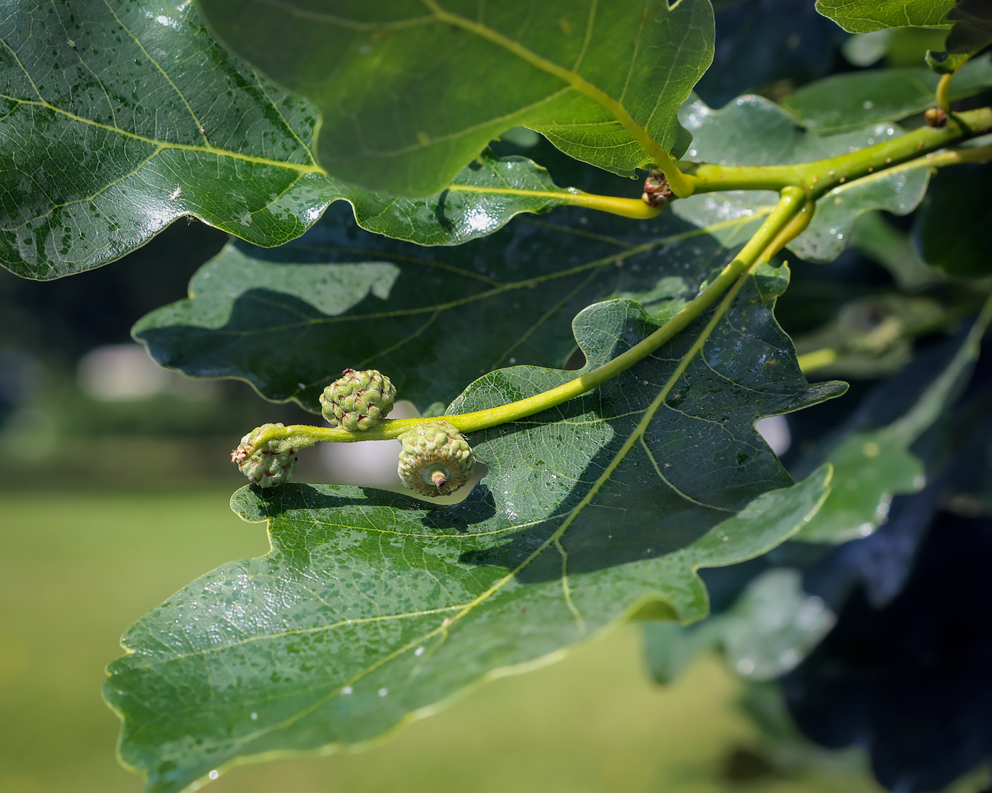 Image of Quercus robur specimen.