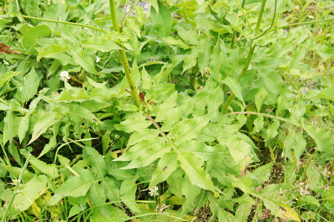 Изображение особи Cephalaria gigantea.