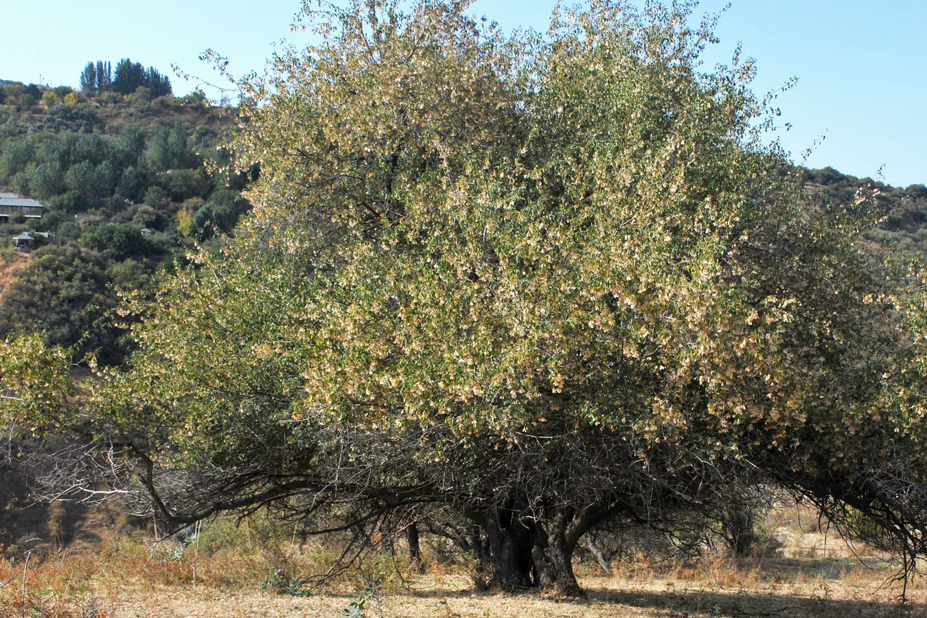 Image of Acer semenovii specimen.