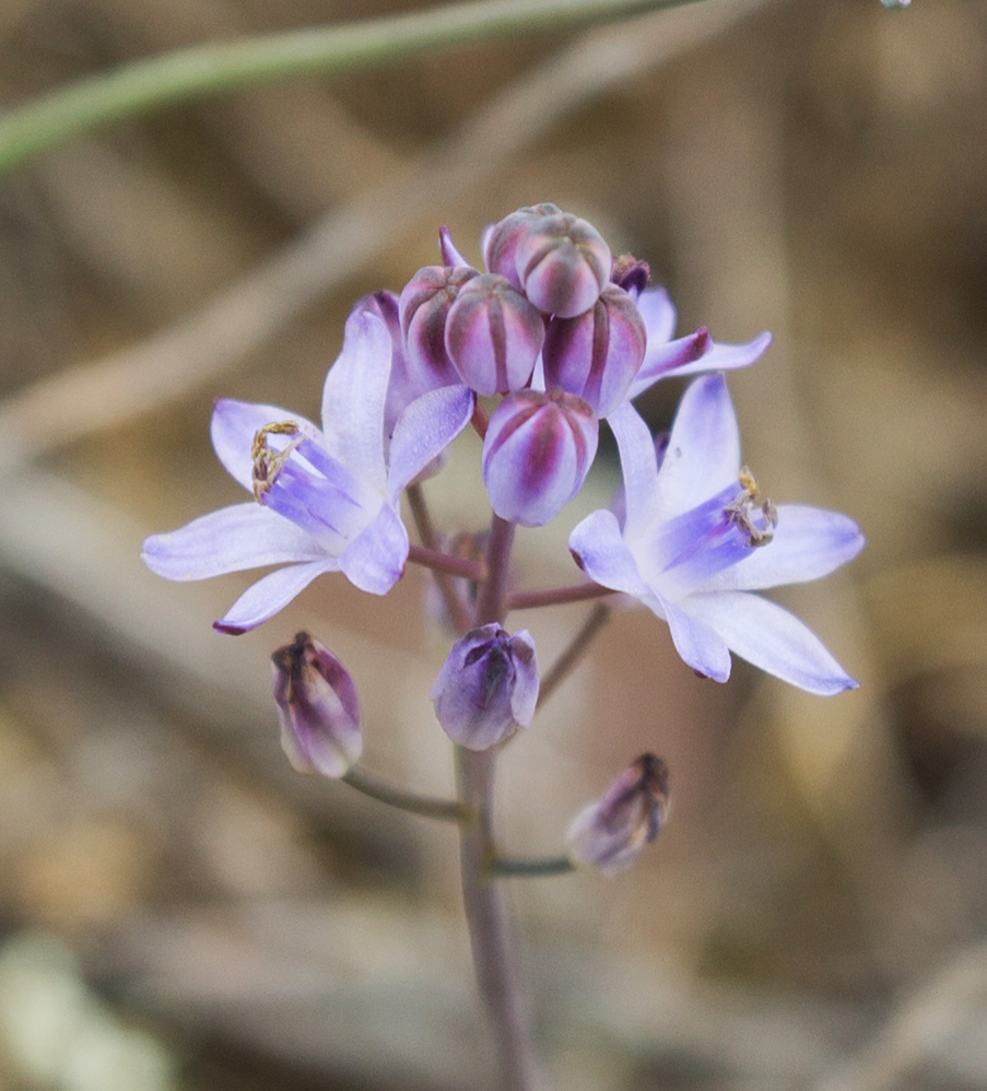 Image of Prospero autumnale specimen.