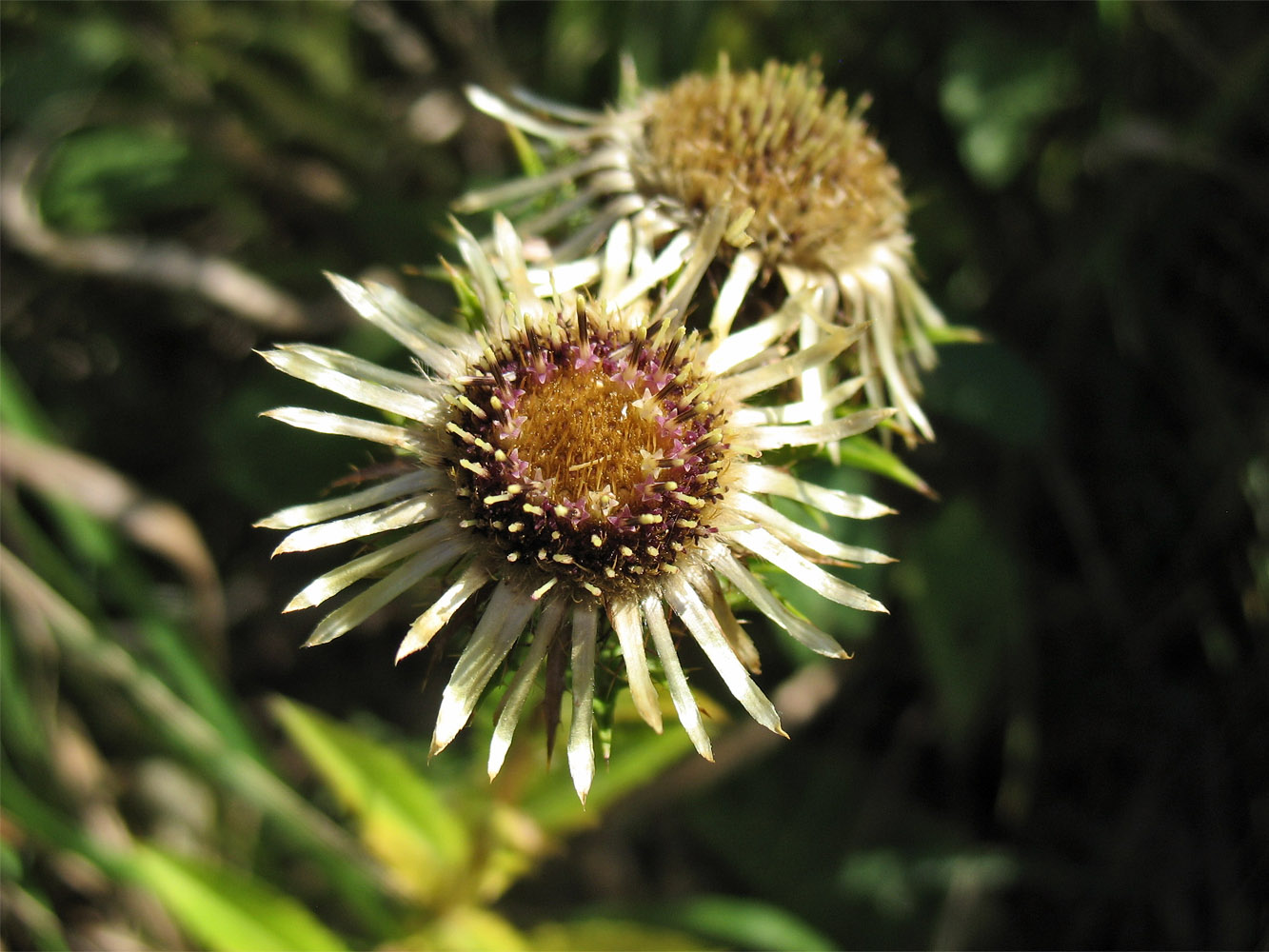 Изображение особи Carlina intermedia.