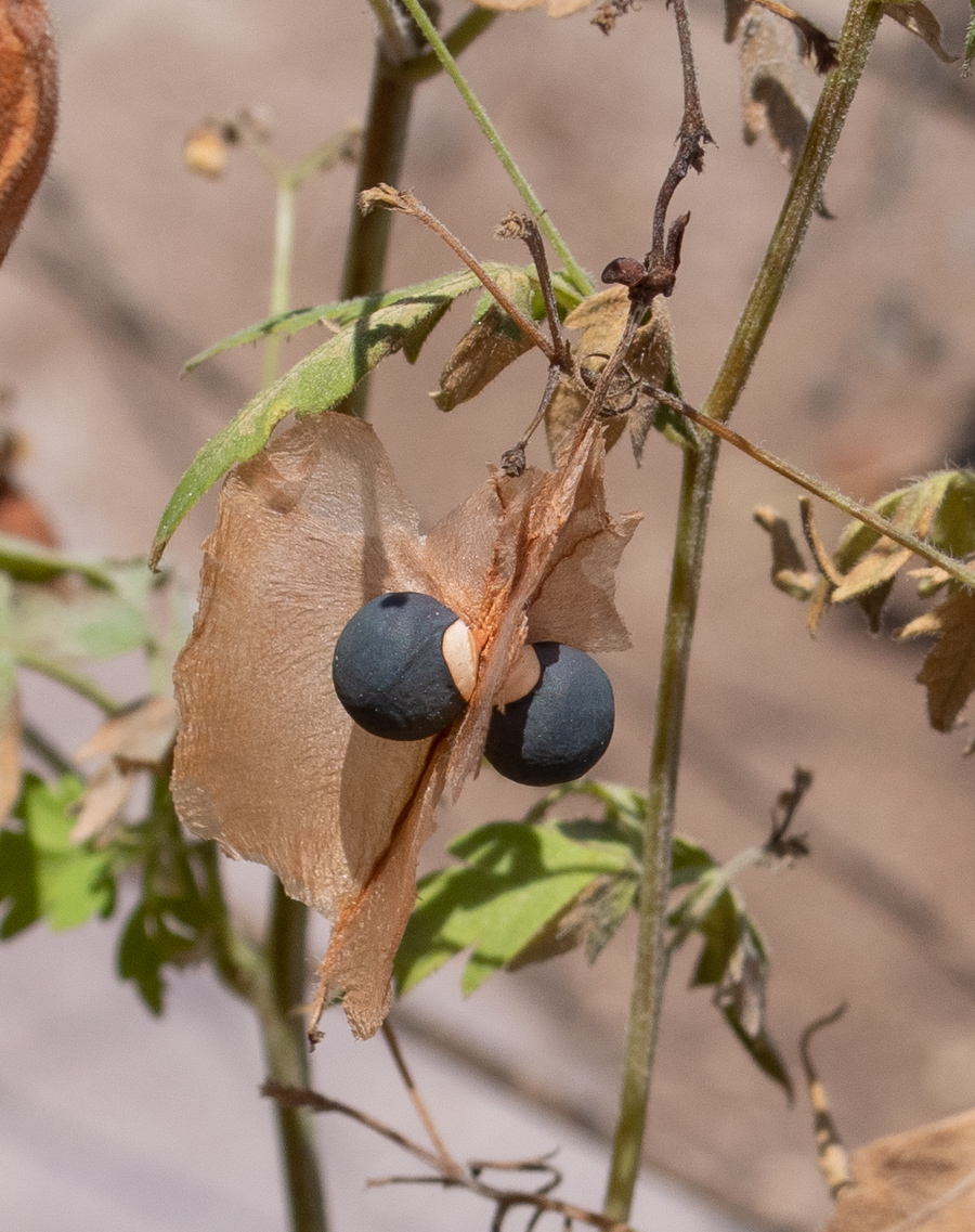 Изображение особи Cardiospermum halicacabum.