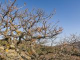 Quercus pubescens. Часть кроны покоящегося дерева с ветвями, покрытыми лишайниками. Краснодарский край, м/о Анапа, окр. пос. Бол. Утриш, гора Солдатская, пушистодубово-можжевеловое редколесье, каменистая россыпь. 01.01.2021.