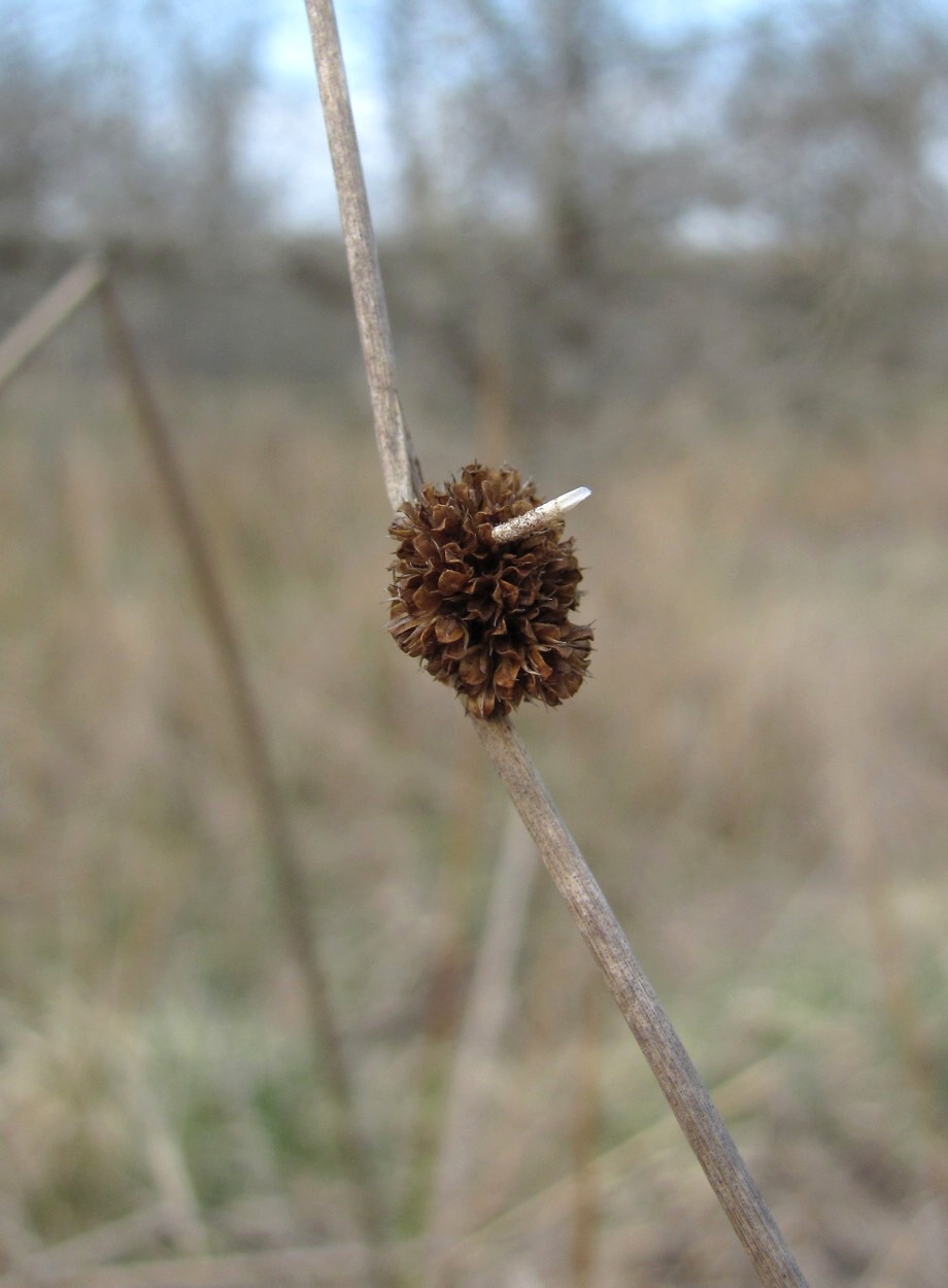 Image of Juncus conglomeratus specimen.